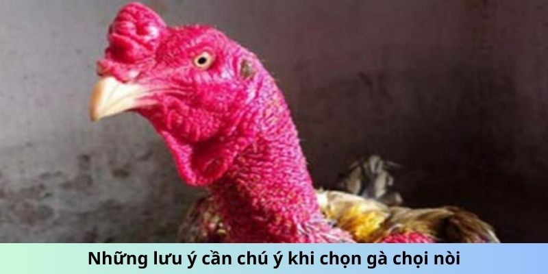Gà chọi Nòi - Giống Gà Nổi Danh Với Lối Đá Sắc Bén 3 Trang Chủ Jun88.com #1 Việt Nam Những lưu ý cần chú ý khi chọn Gà chọi Nòi